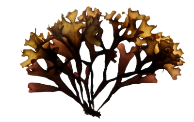 Extrait de Chondrus crispus